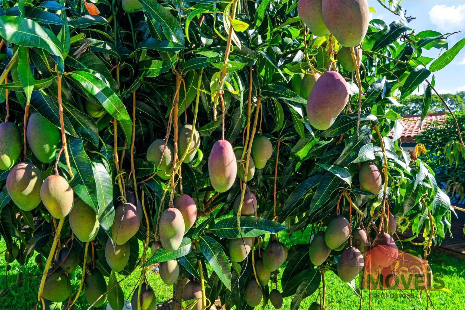 Casa de Condomínio, 3 quartos - Foto 22