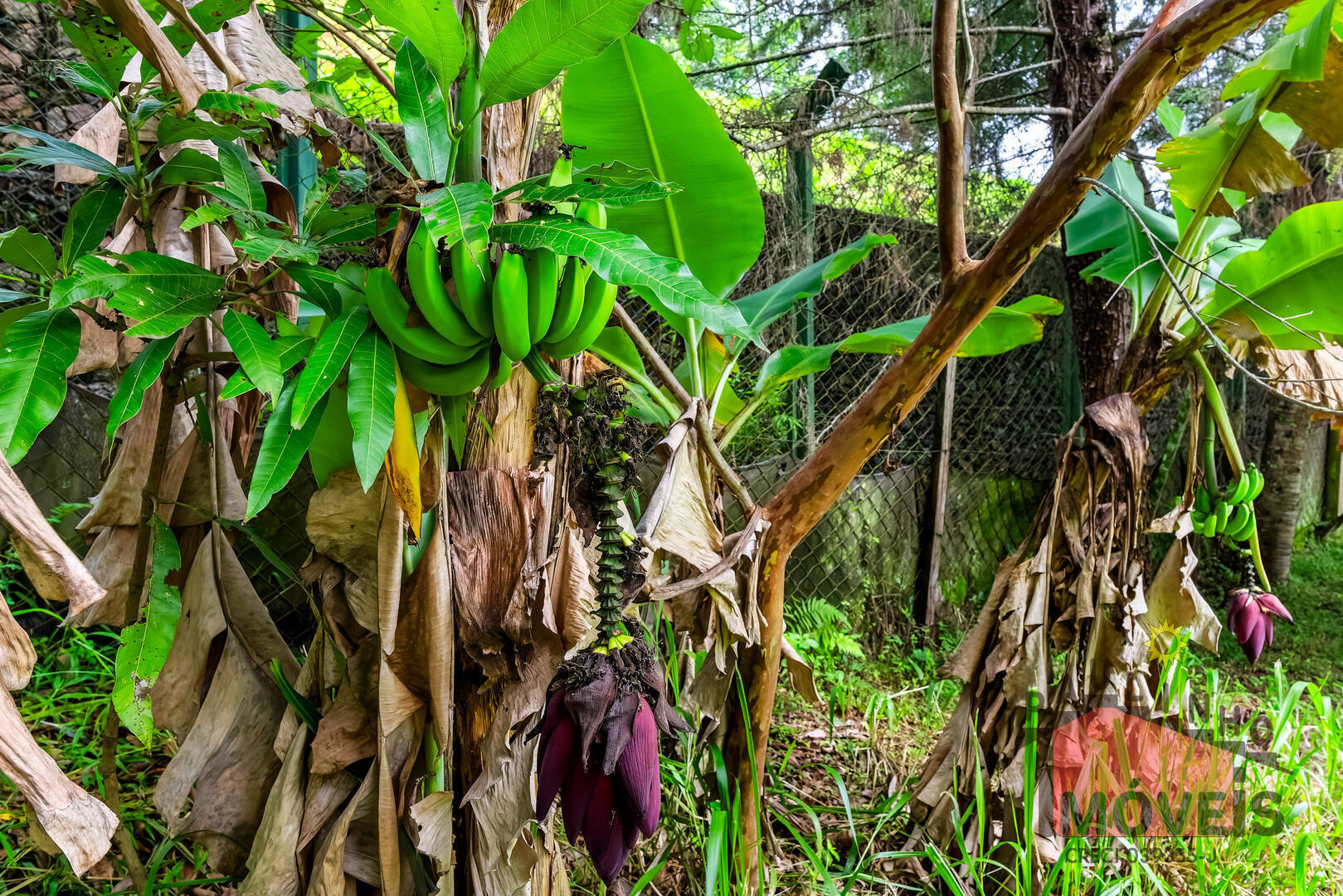 Casa, 6 quartos, 443 m² - Foto 35